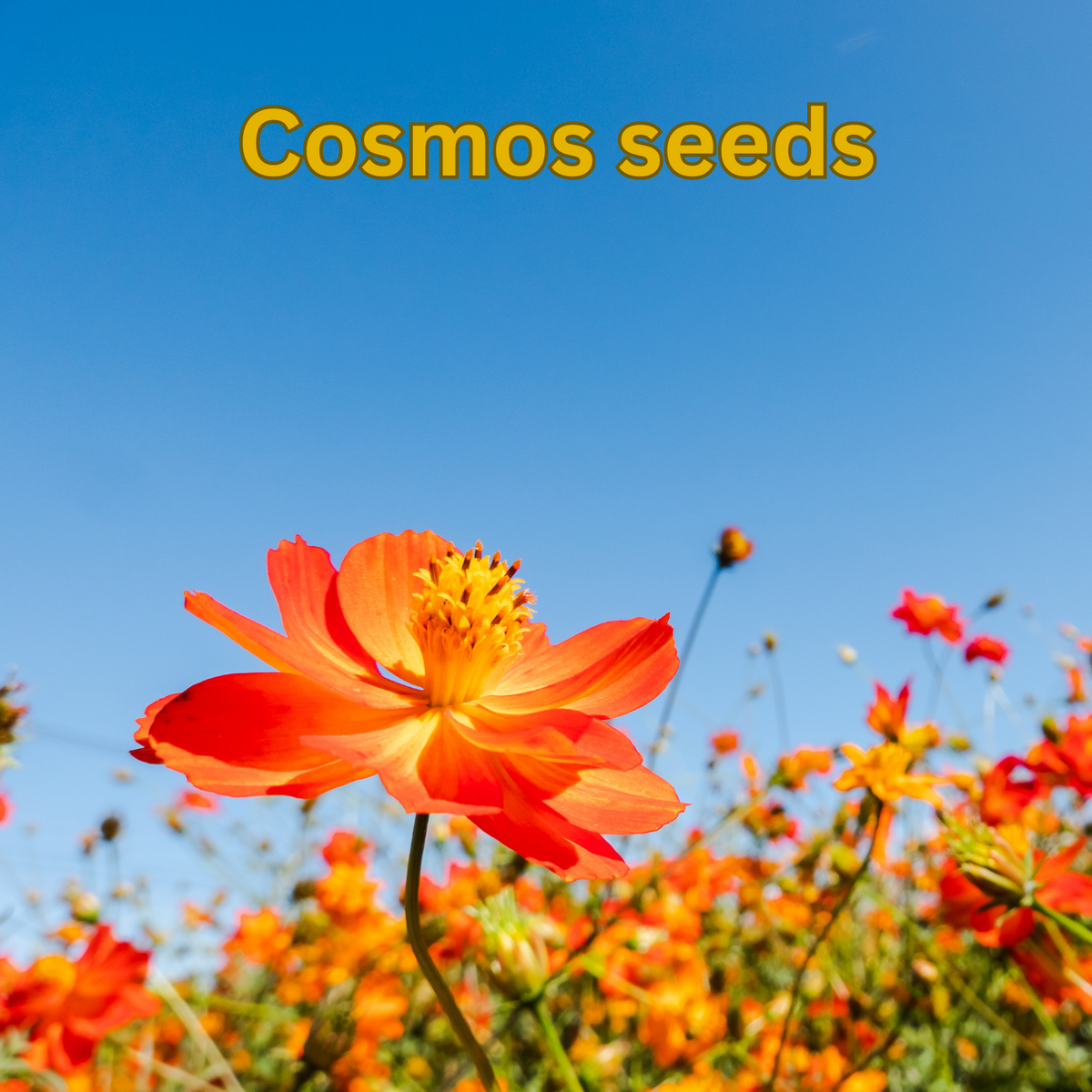 Cosmos seeds 5g - Rare Dragon Fruit