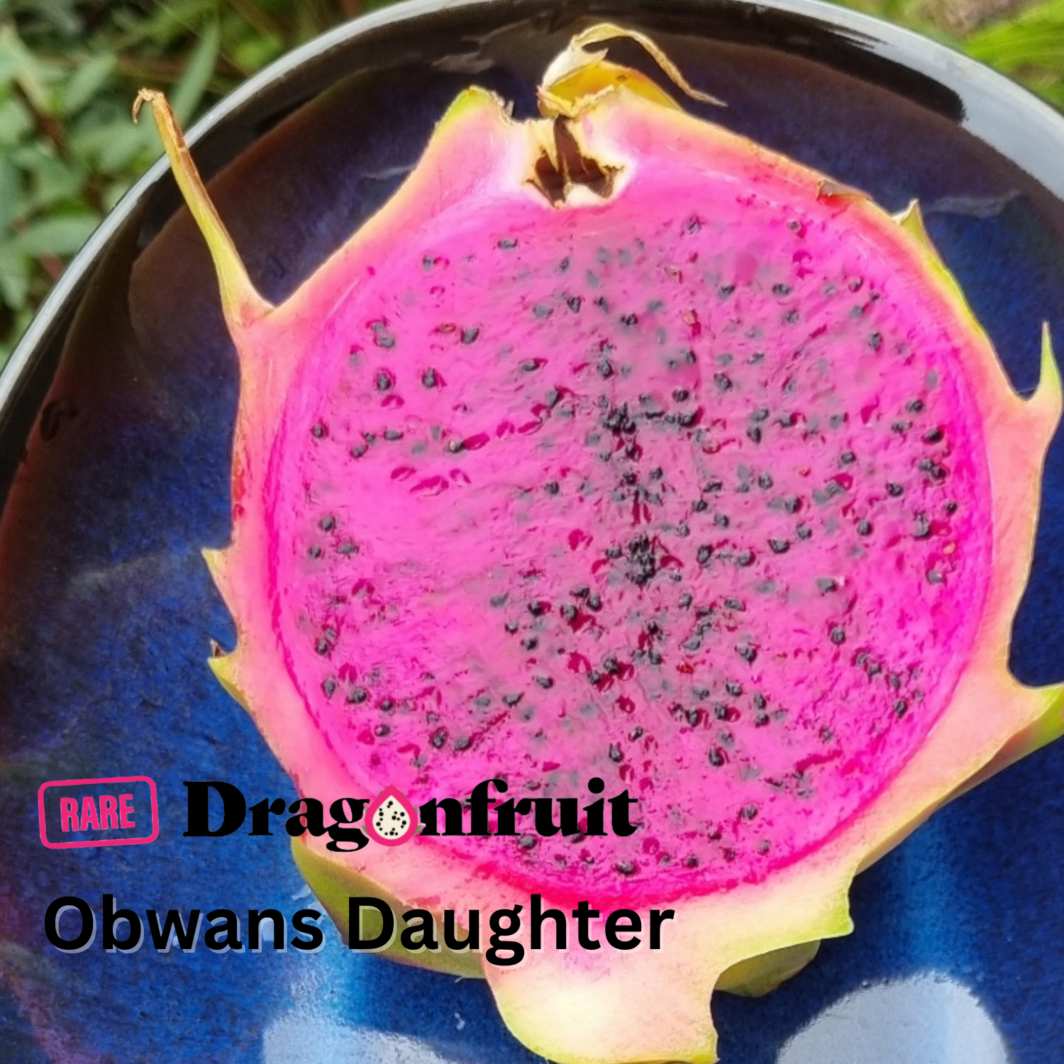 Obwans Daughter Dragon Fruit - Rare Dragon Fruit