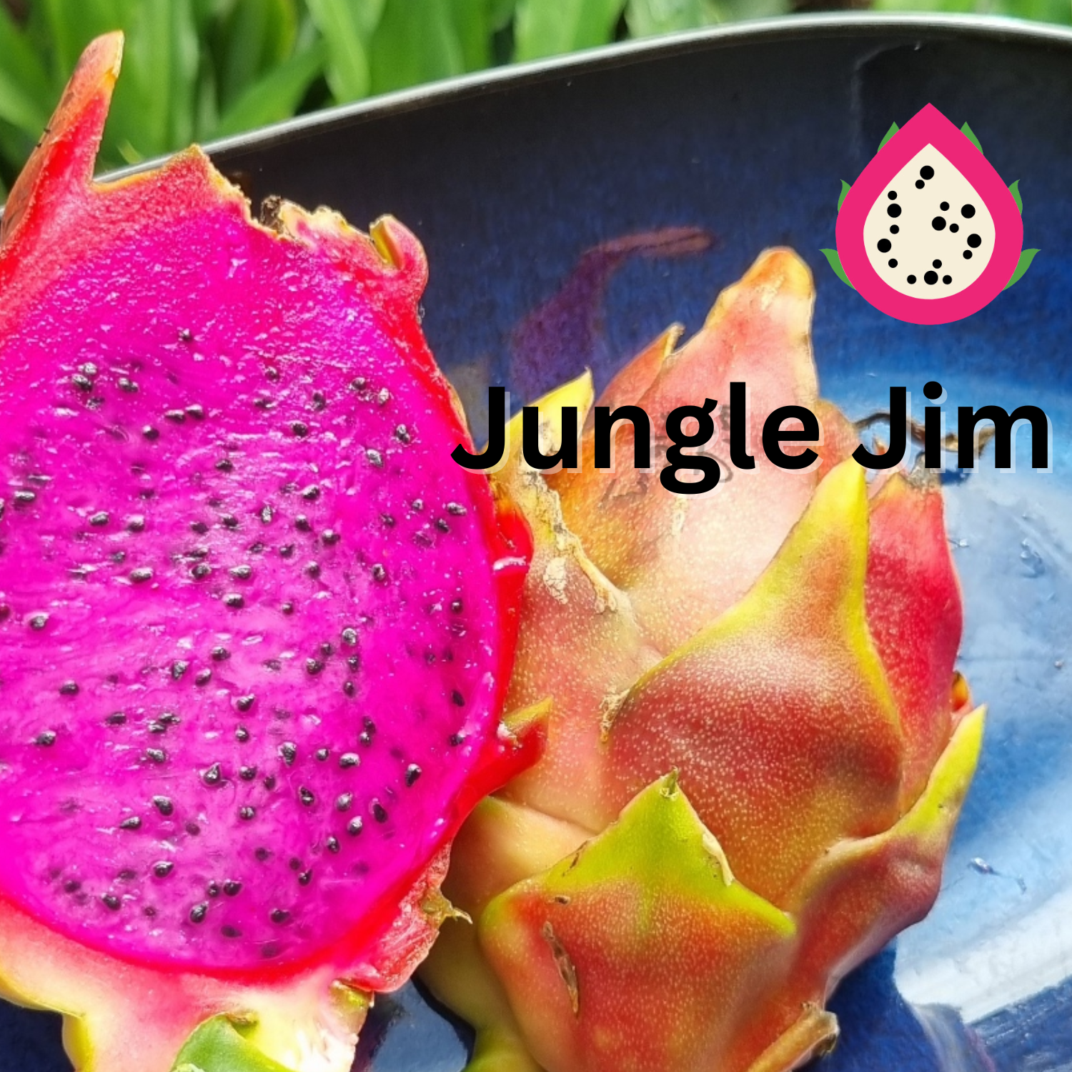 Jungle Jim Dragon Fruit - Rare Dragon Fruit