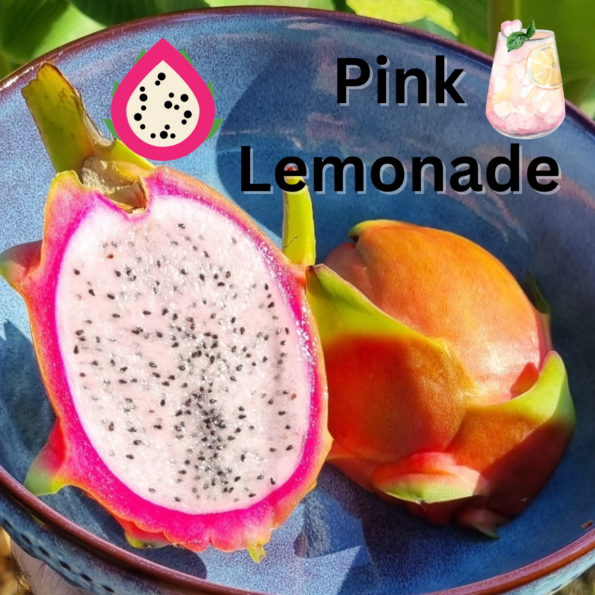 Pink Lemonade Dragon Fruit - Rare Dragon Fruit