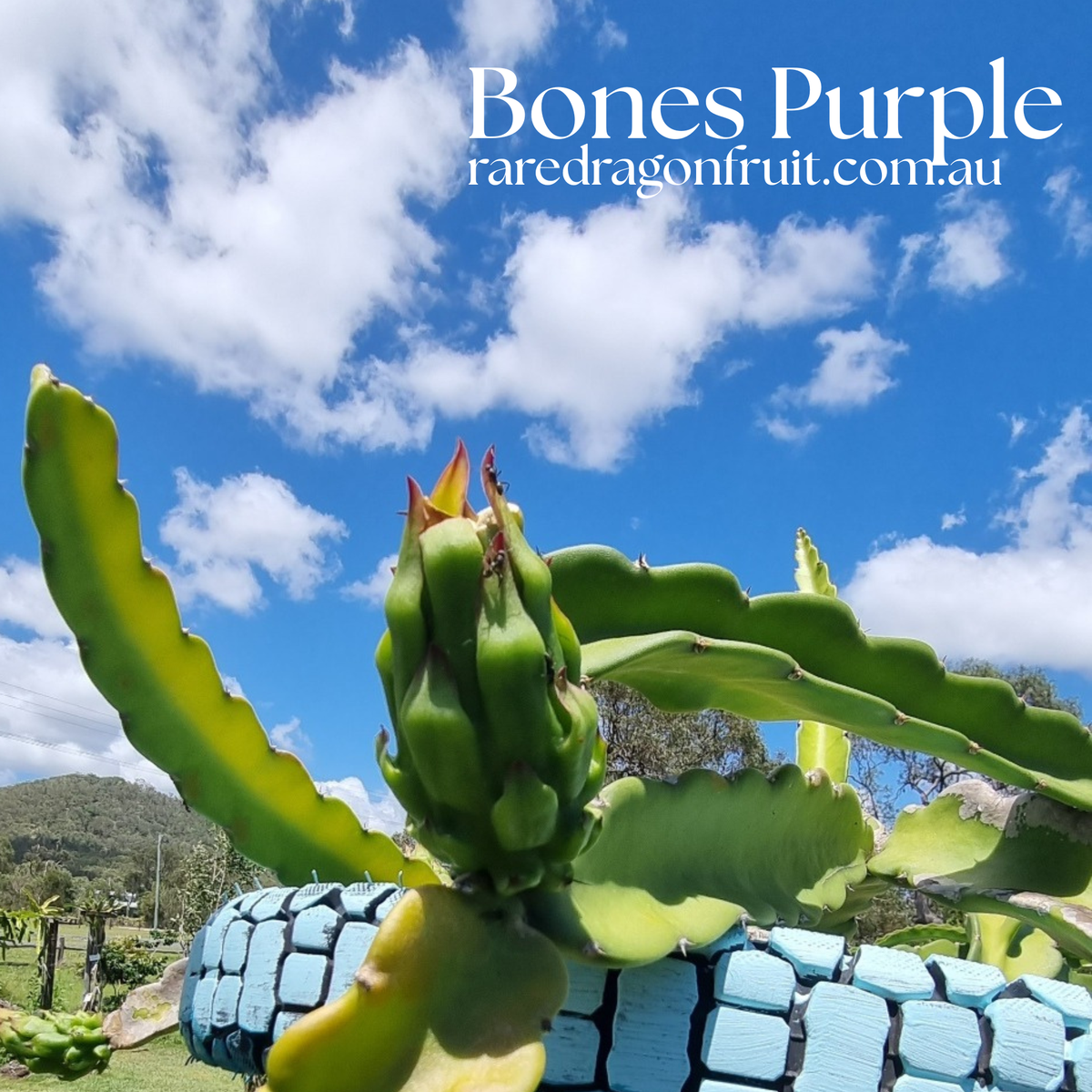 Bones Purple Dragon Fruit