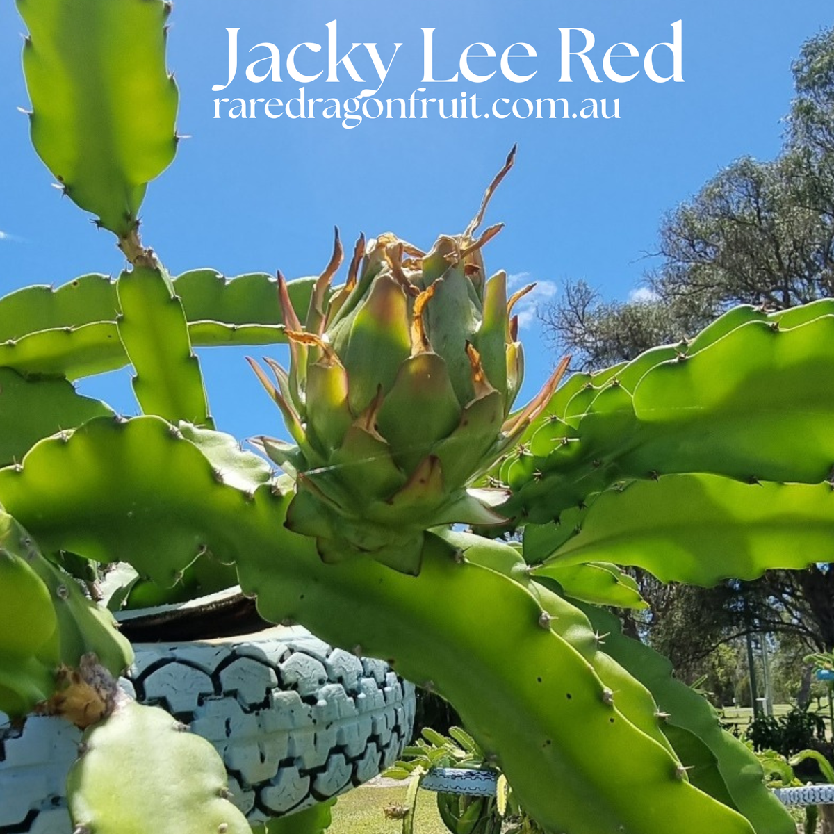 Jacky Lee Red Dragon fruit