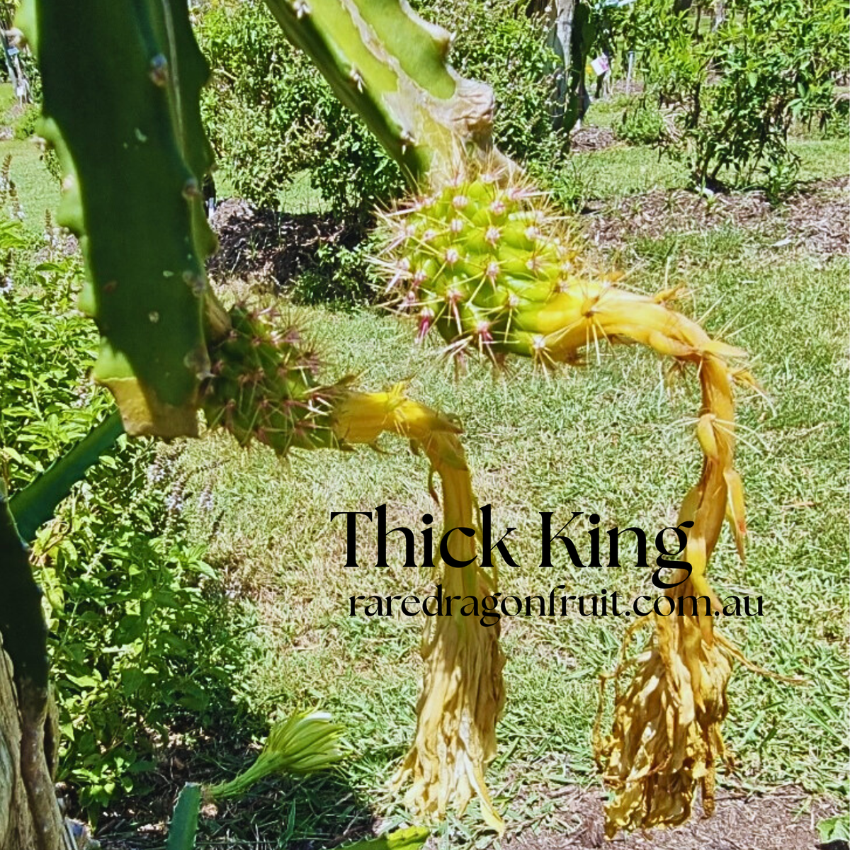 Thick King -  Cerrado Giant Dragon Fruit