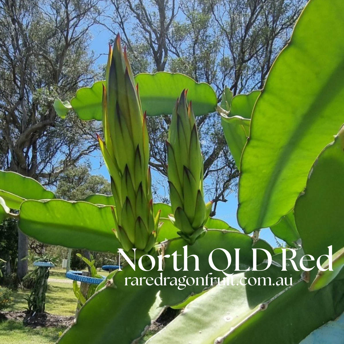 North Queensland Red Dragon Fruit