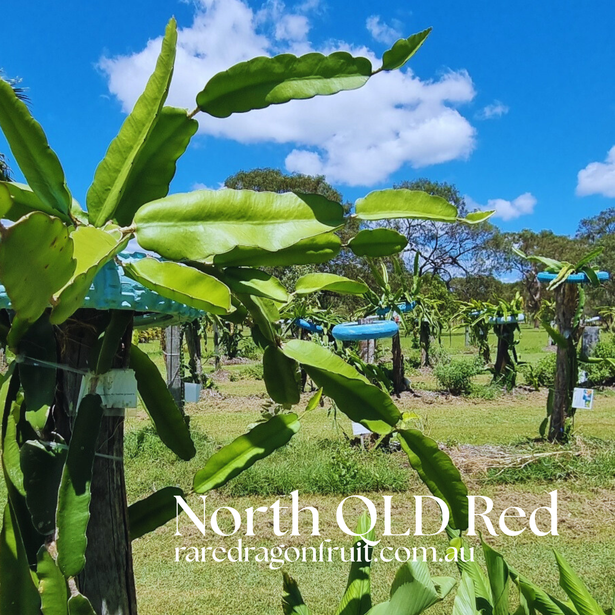North Queensland Red Dragon Fruit