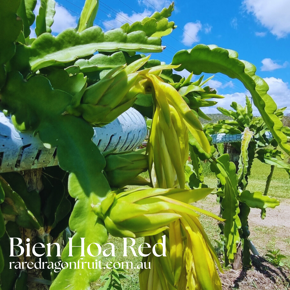 Bien Hoa Red – Hylocereus guatemalensis  dragon fruit