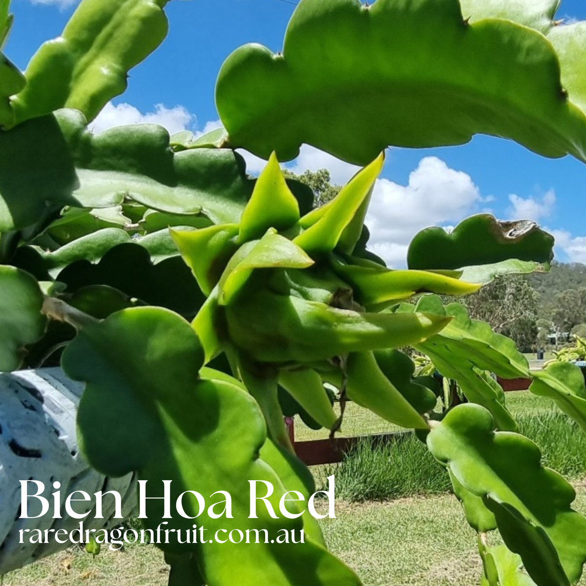 Bien Hoa Red – Hylocereus guatemalensis  dragon fruit