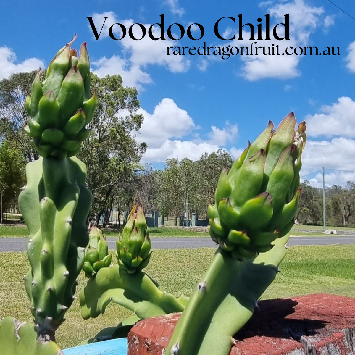 Voodoo Child Dragon Fruit