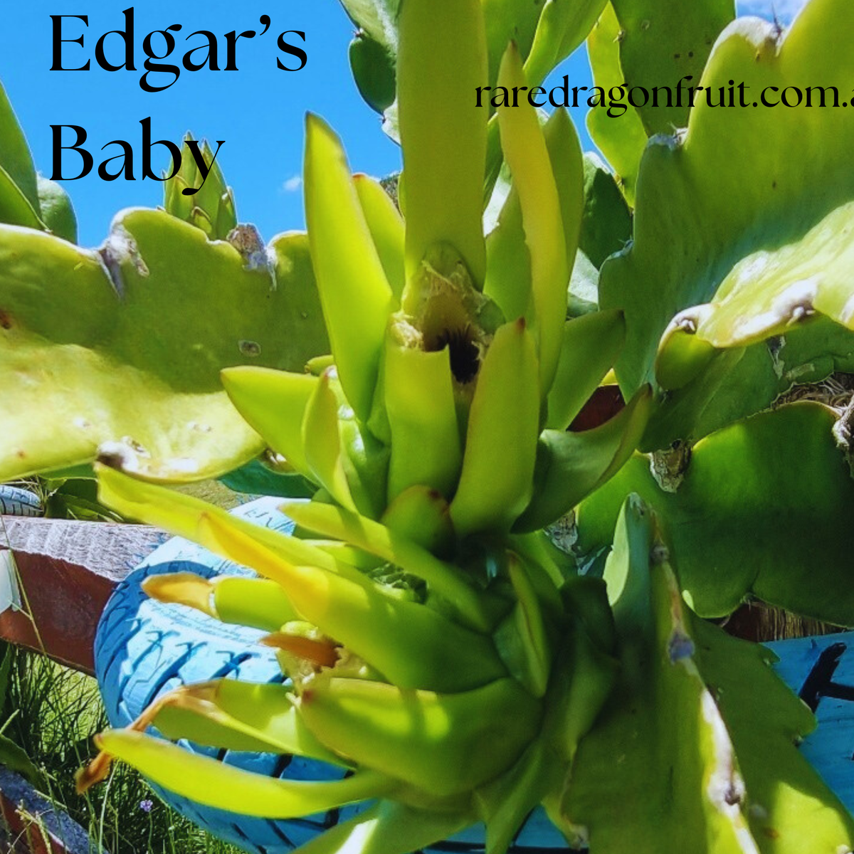 Edgar’s Baby Dragon Fruit