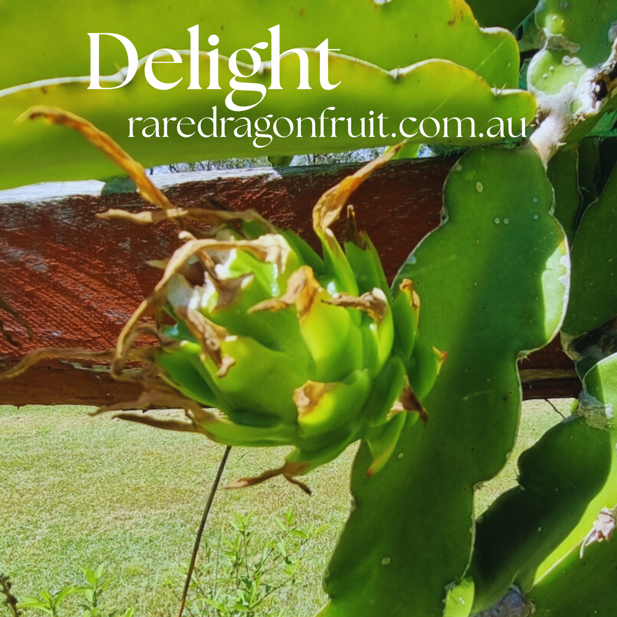 Delight Dragon Fruit Plant