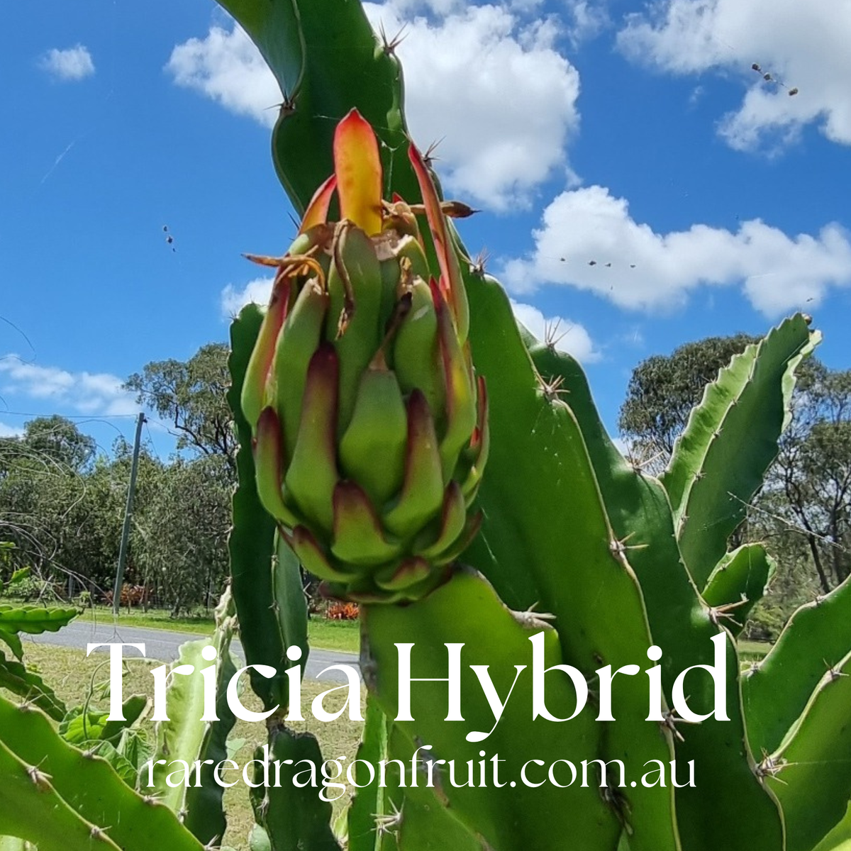 Tricia Hybrid Commercial Red Dragon Fruit