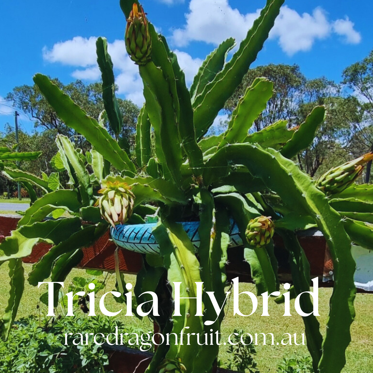 Tricia Hybrid Commercial Red Dragon Fruit