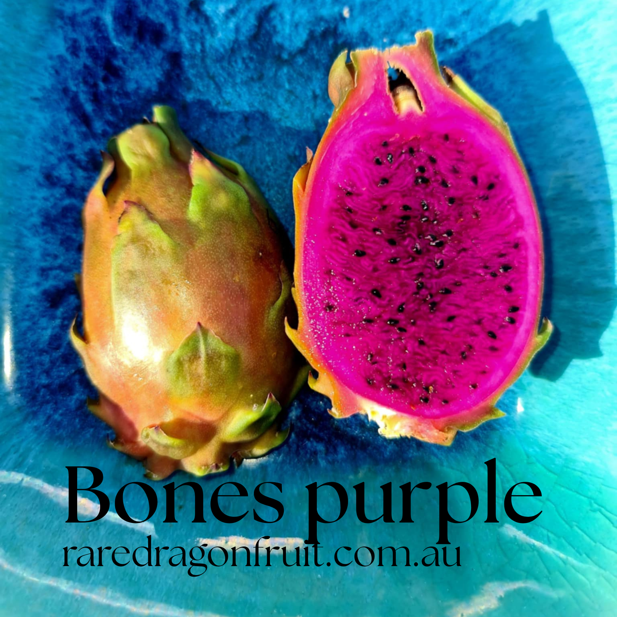 Bones Purple Dragon Fruit