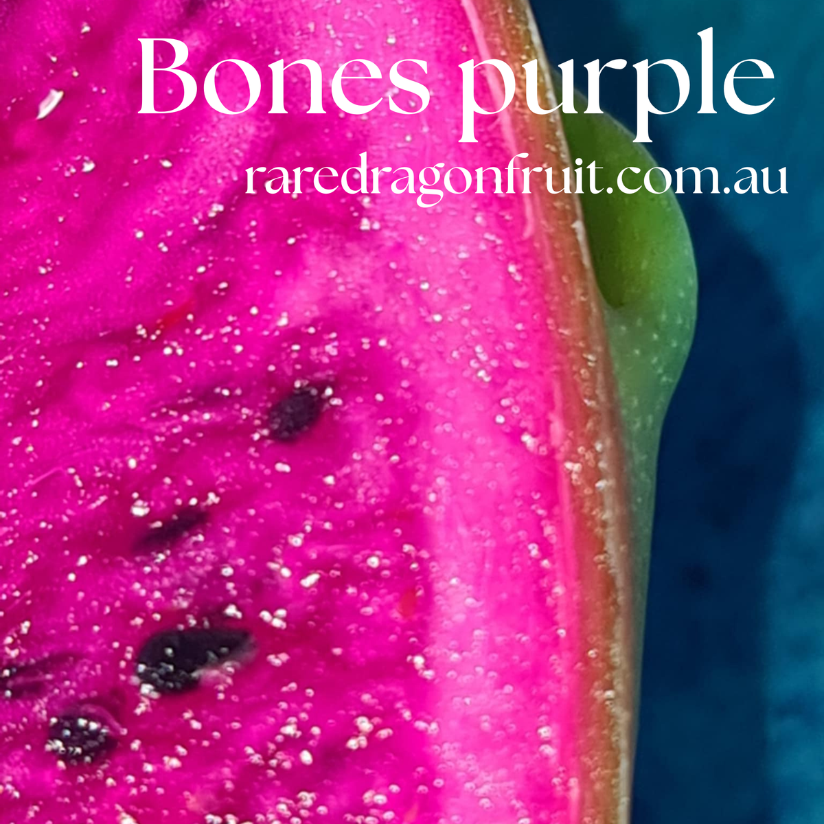 Bones Purple Dragon Fruit