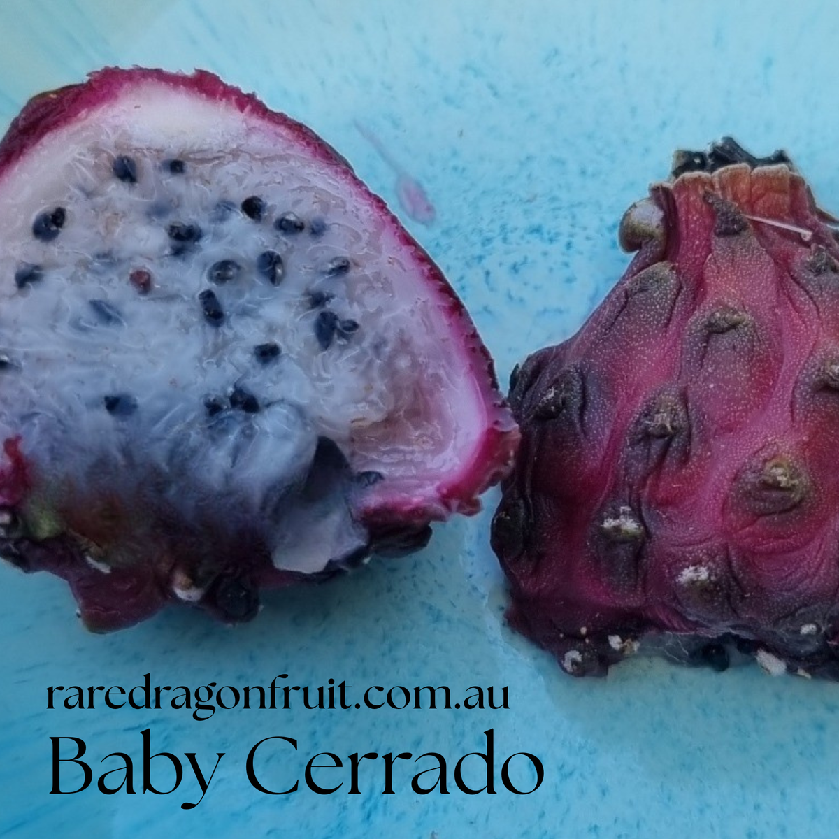 Baby Cerrado Dragon fruit