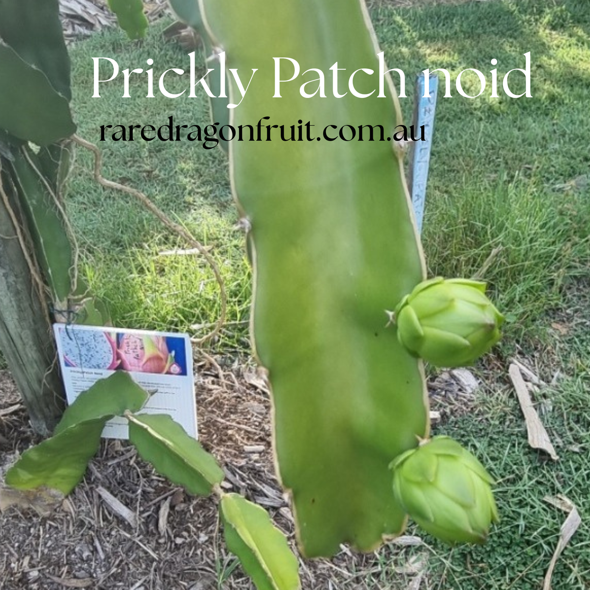 Prickly Patch Noid Dragon Fruit plant
