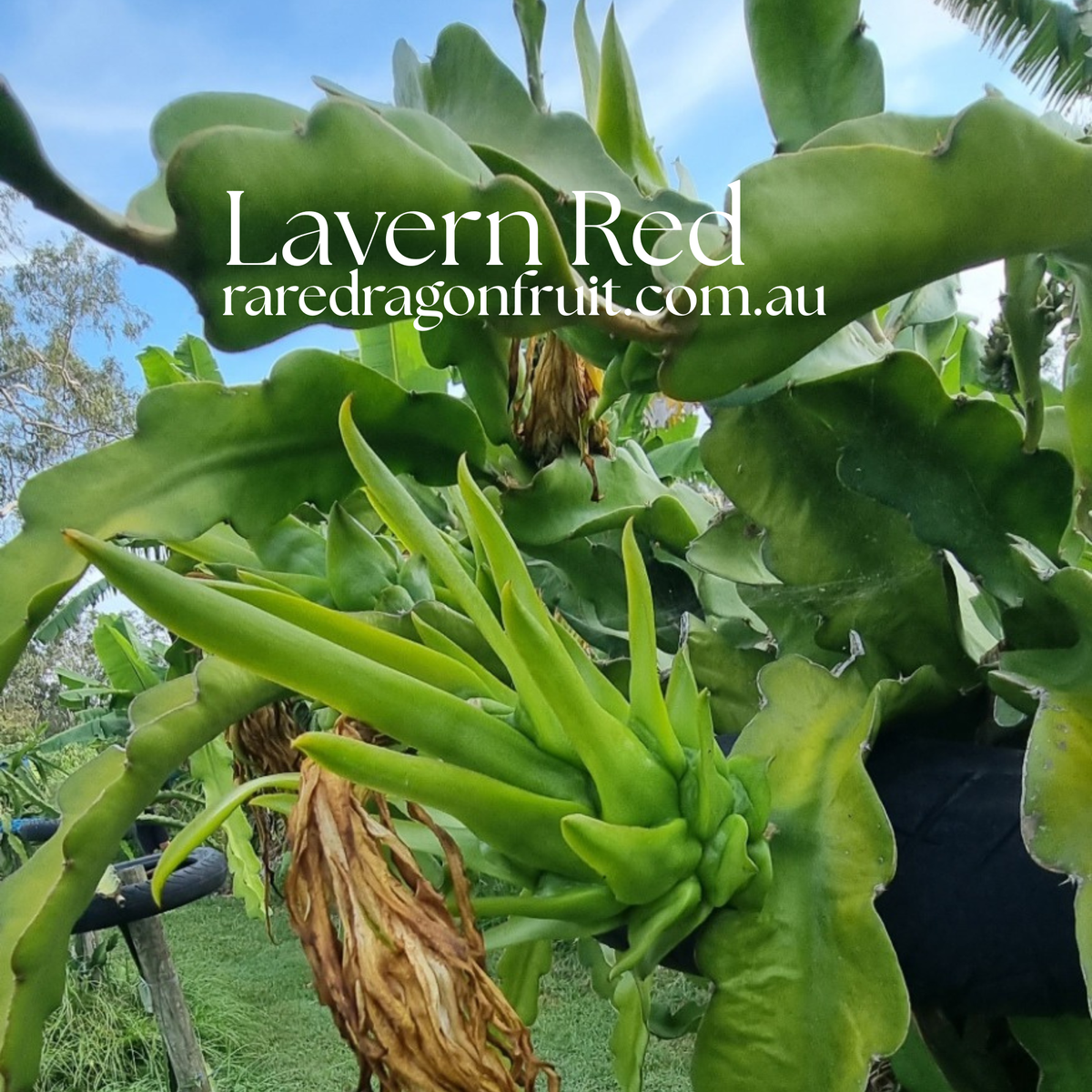 Lavern Red Dragon Fruit