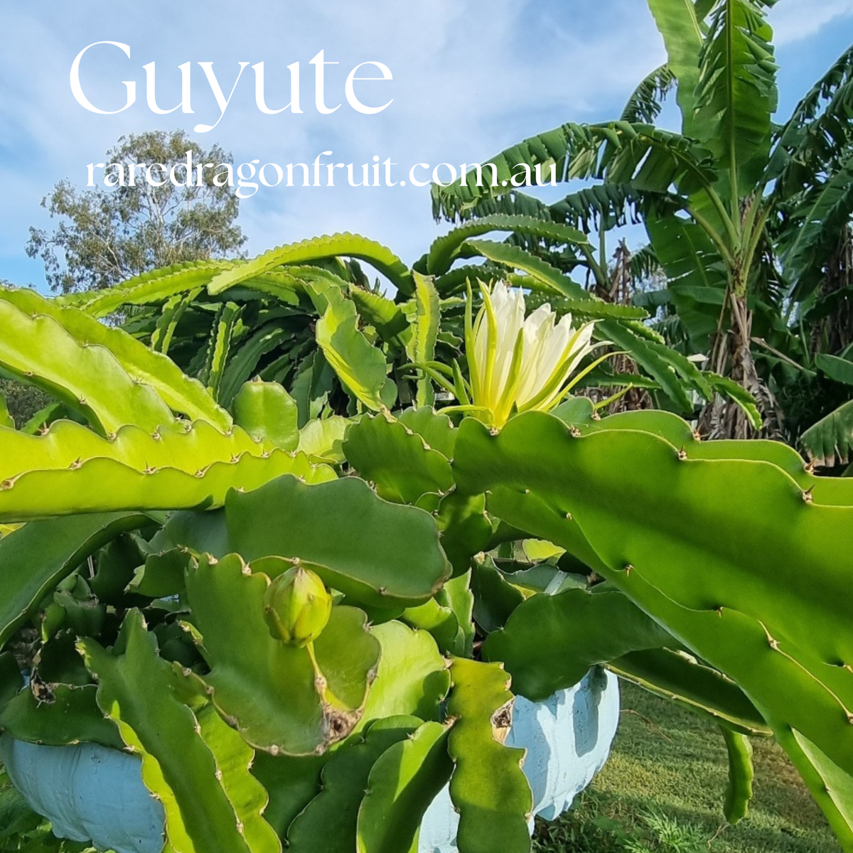 GUYUTE dragon fruit -HYLOCEREUS UNDATUS