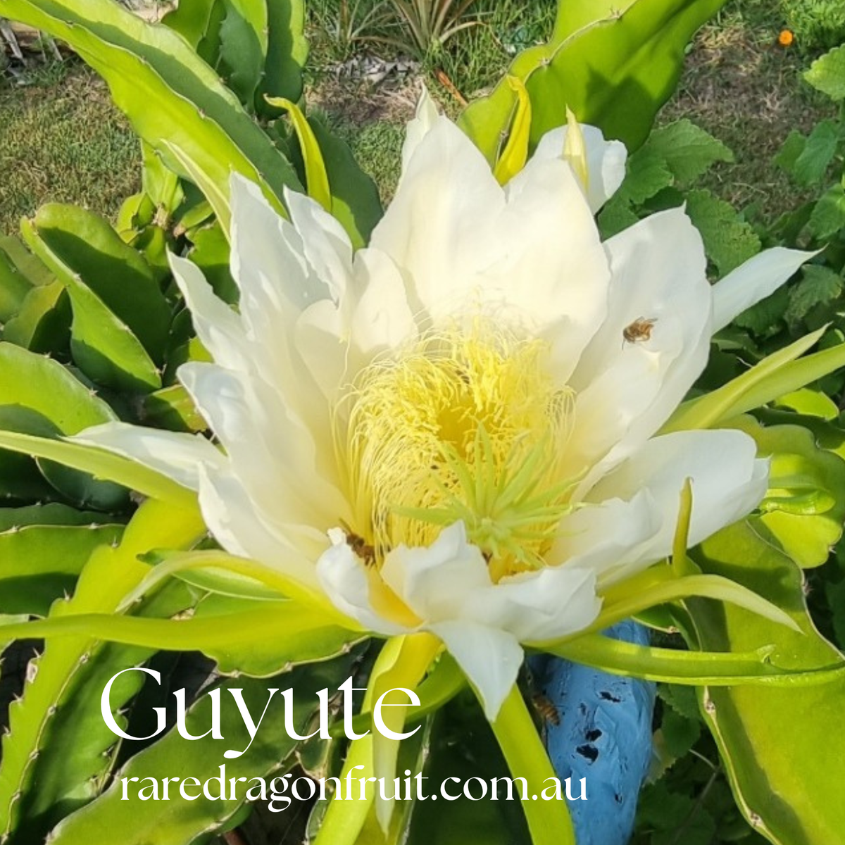 GUYUTE dragon fruit -HYLOCEREUS UNDATUS
