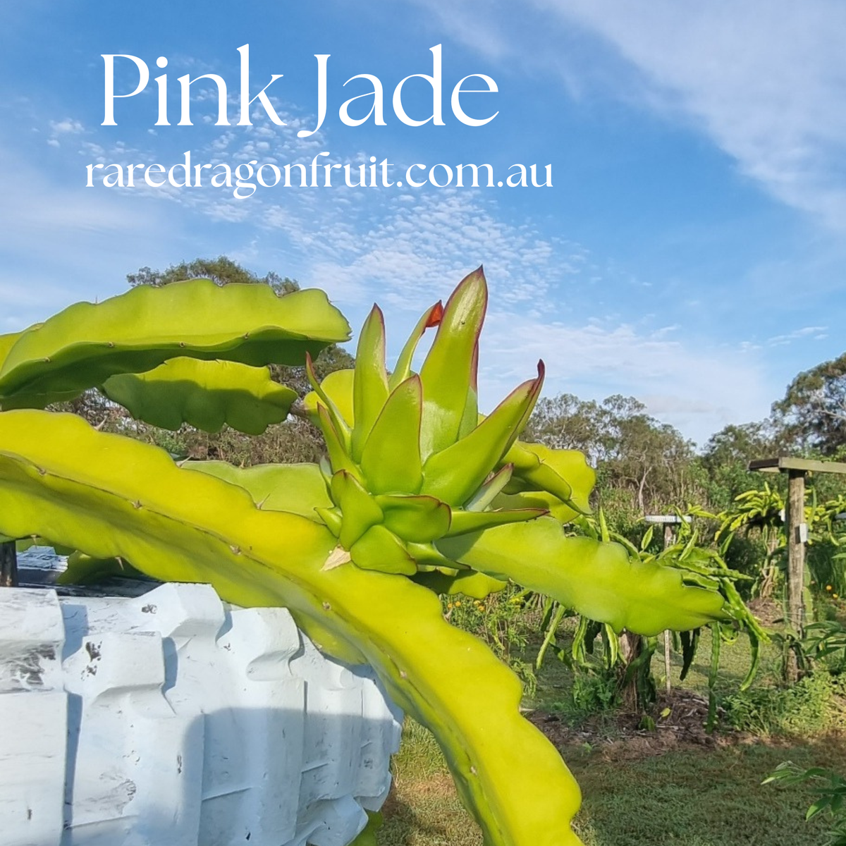 Pink Jade Dragon Fruit Plant