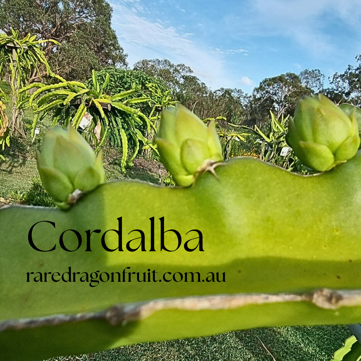 Cordalba Dragon Fruit Plant