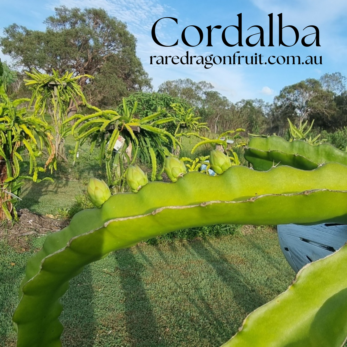 Cordalba Dragon Fruit Plant