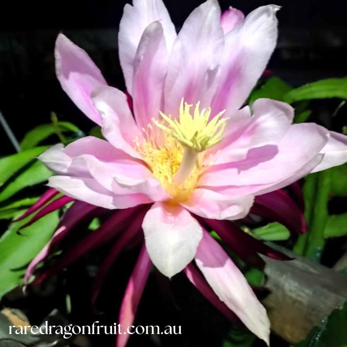 Asunta 5- A5 H. stenopterus X H. guatemalensis Dragon Fruit Plant