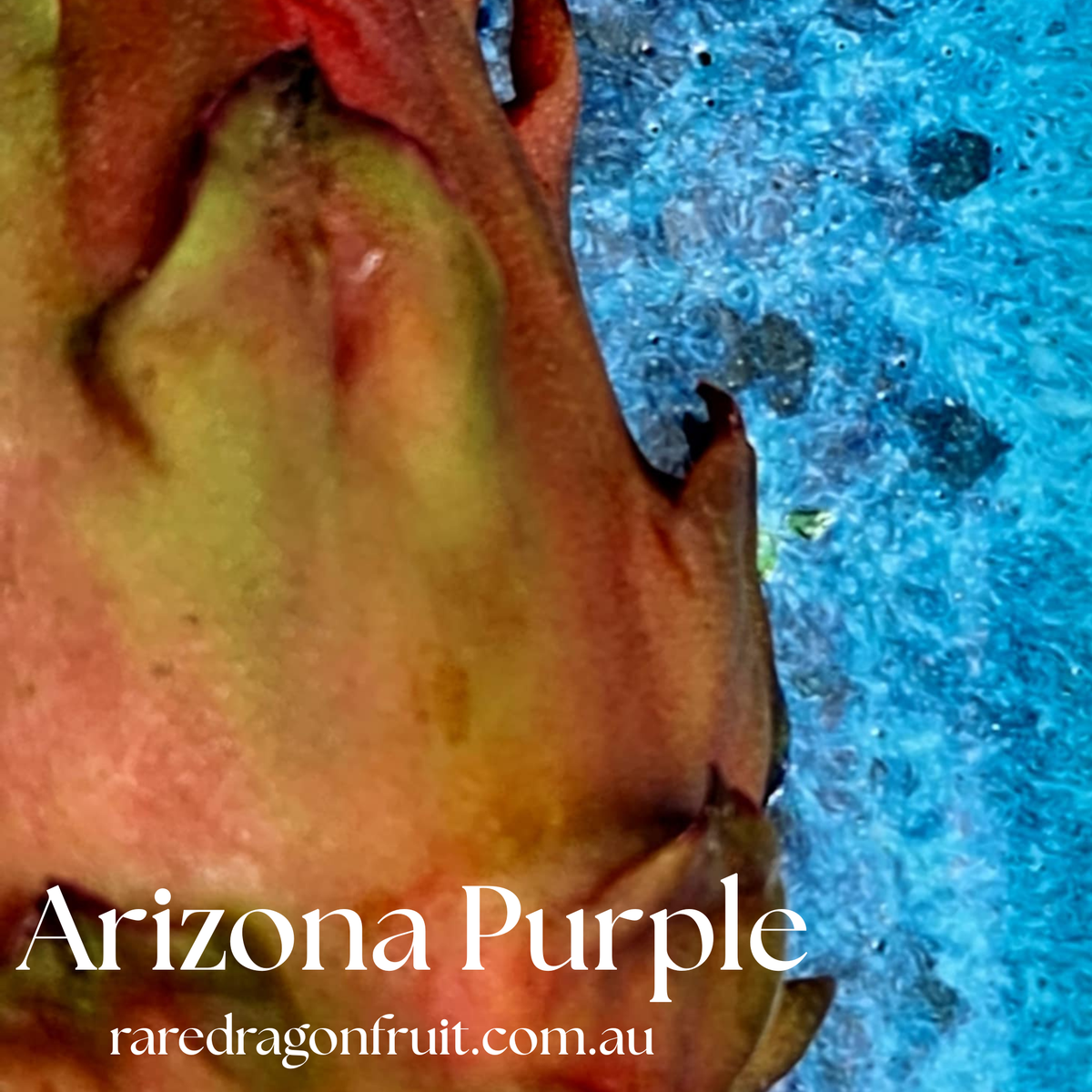 Arizona Purple Dragon Fruit