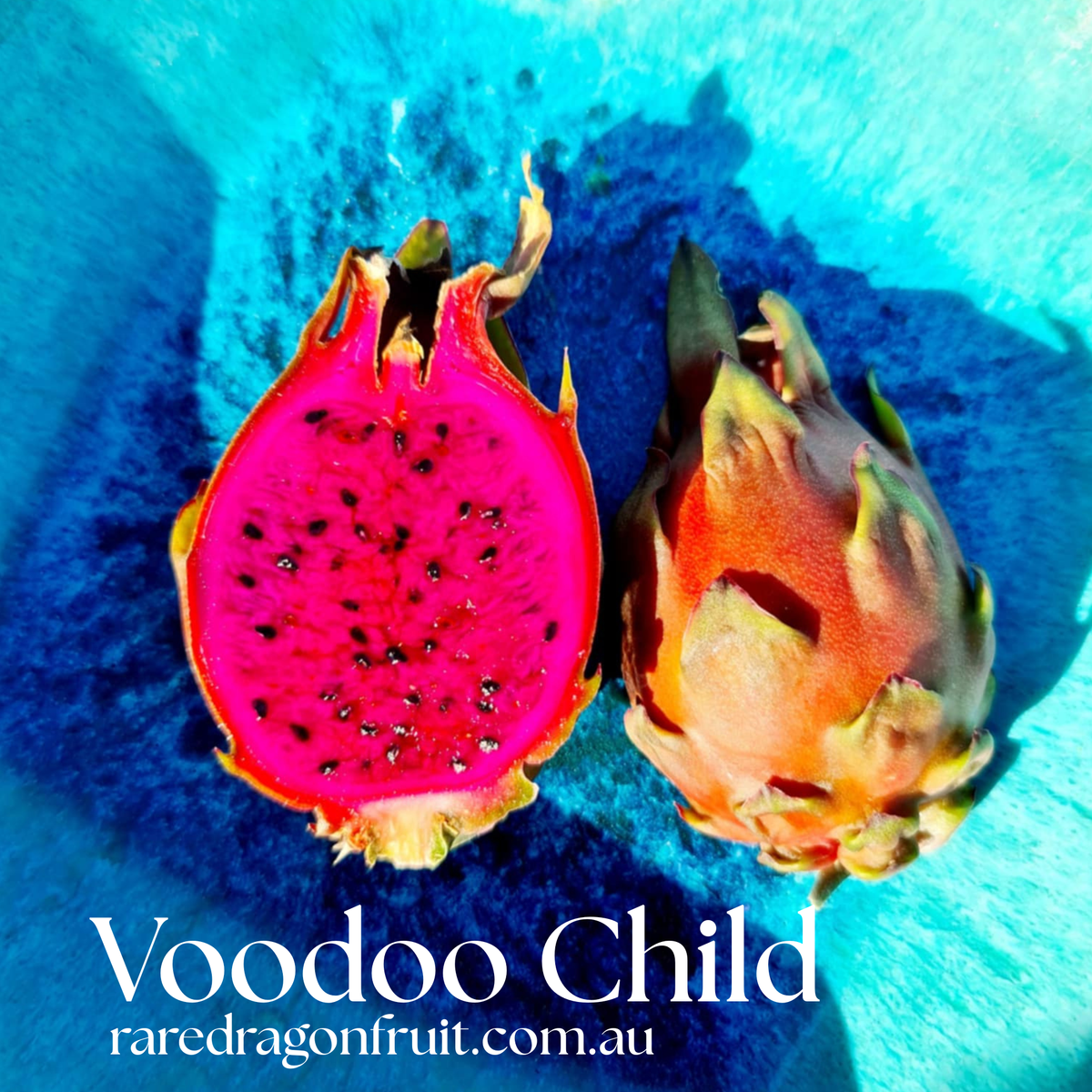 Voodoo Child Dragon Fruit