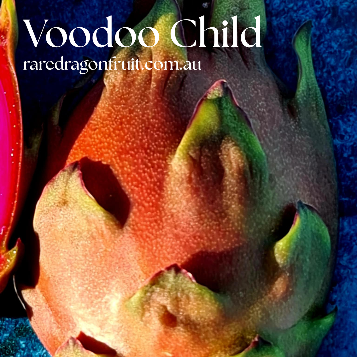 Voodoo Child Dragon Fruit