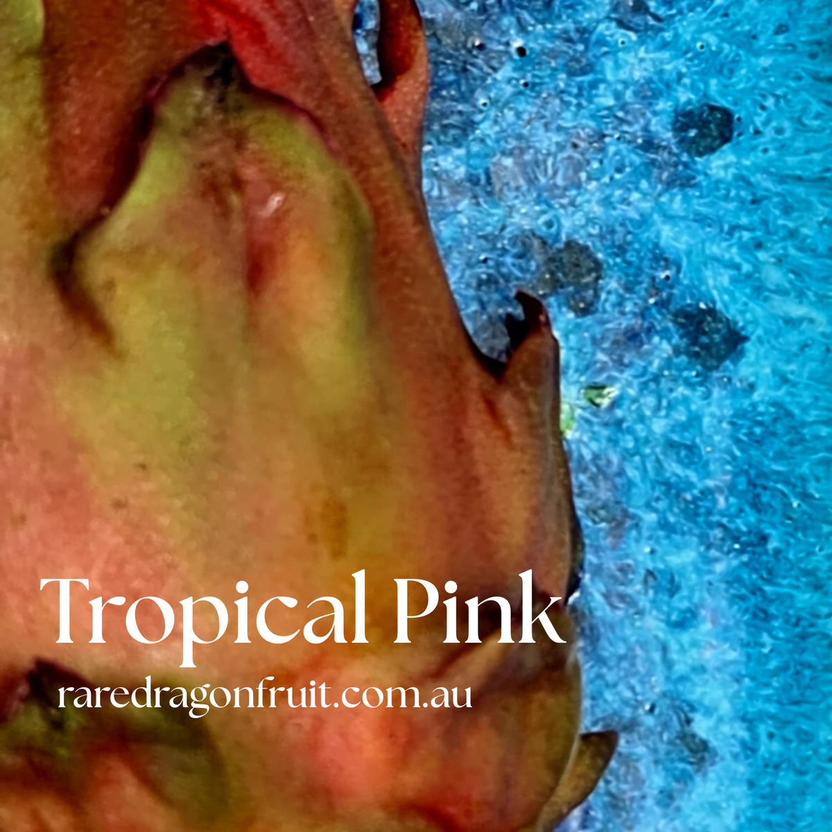 Tropical Pink Dragon Fruit