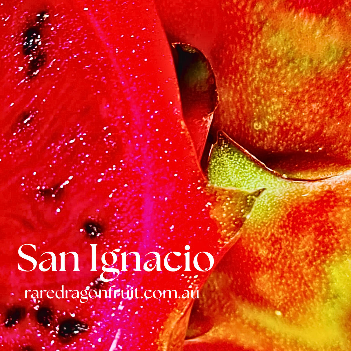 San Ignacio dragon fruit