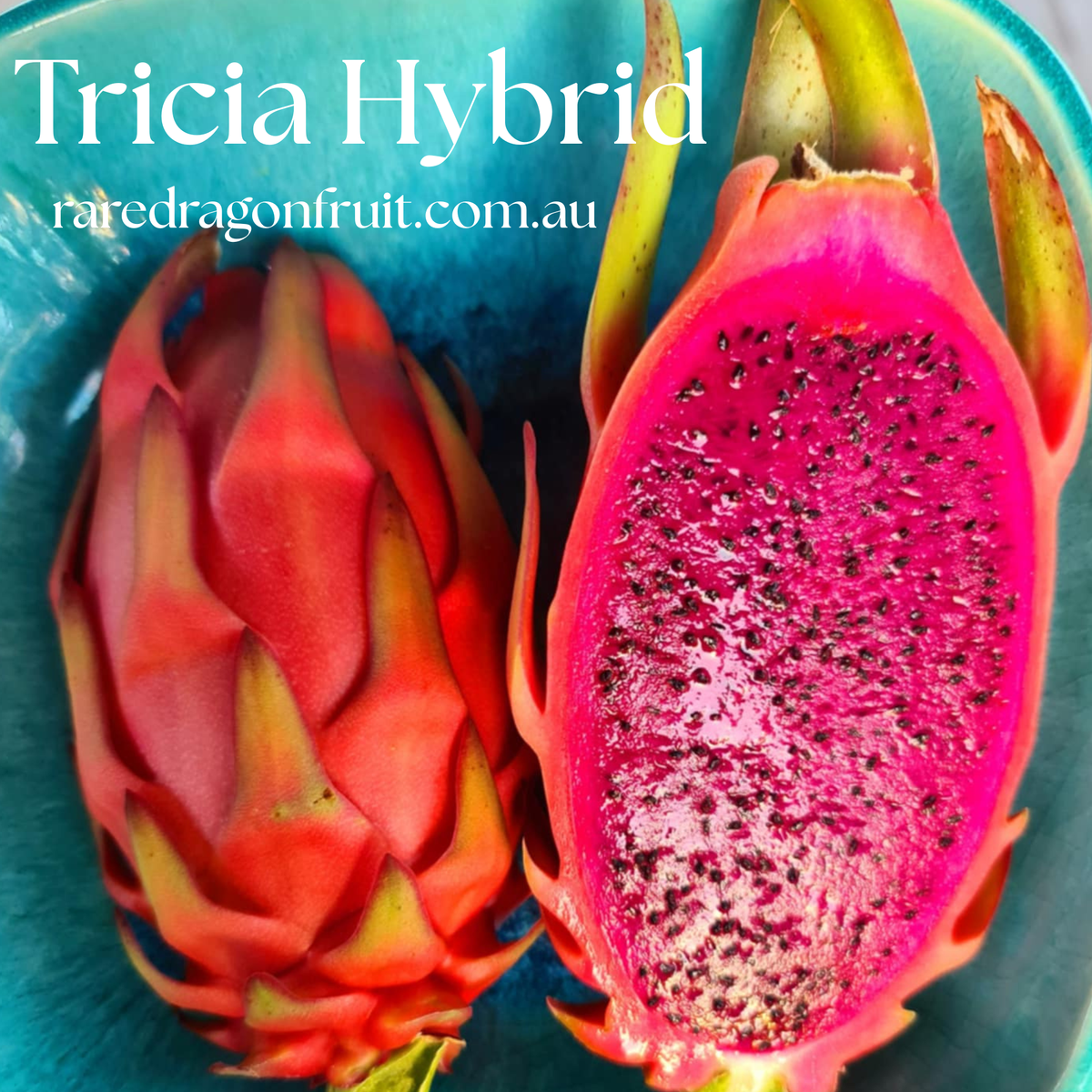 Tricia Hybrid Commercial Red Dragon Fruit