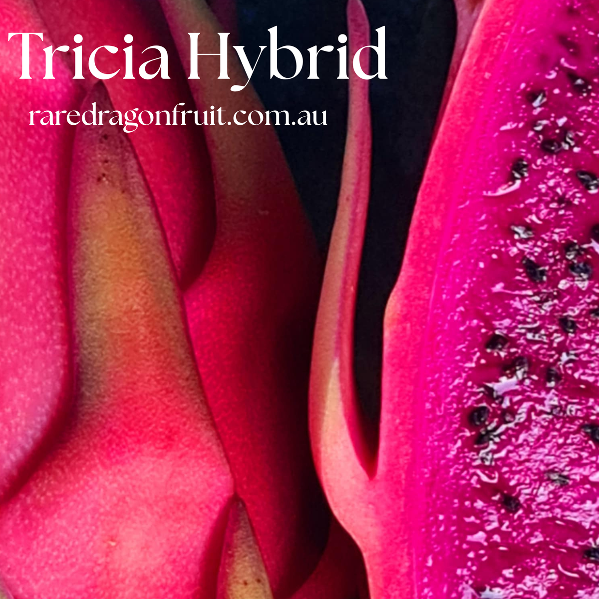Tricia Hybrid Commercial Red Dragon Fruit