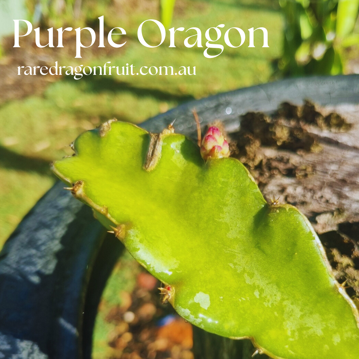 Purple Oragon Dragon Fruit