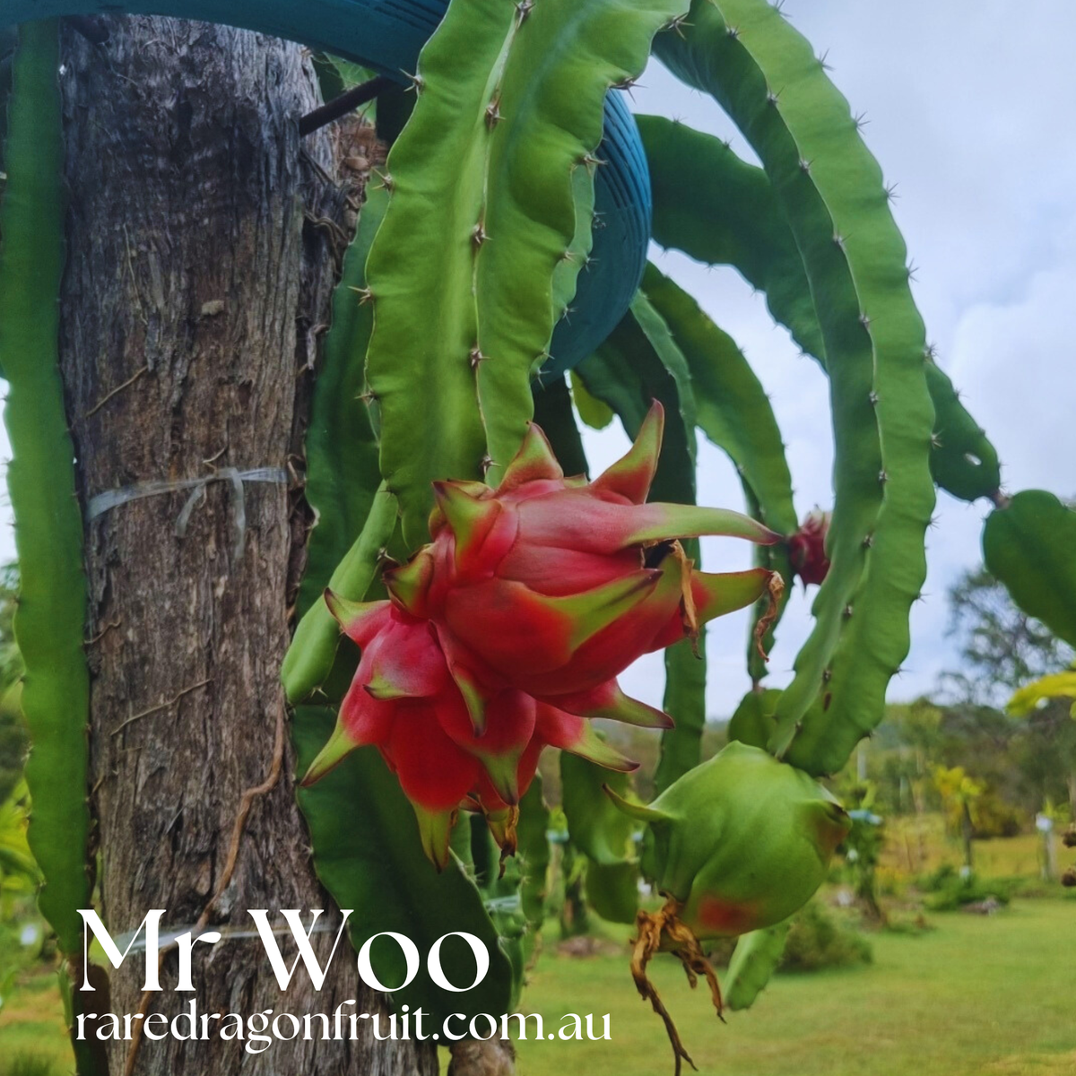 Mr Woo Dragon Fruit