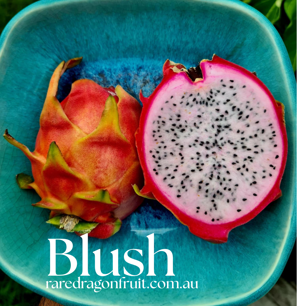 Blush-H. Undatus X H. guatemalensis Australian Dragon Fruit