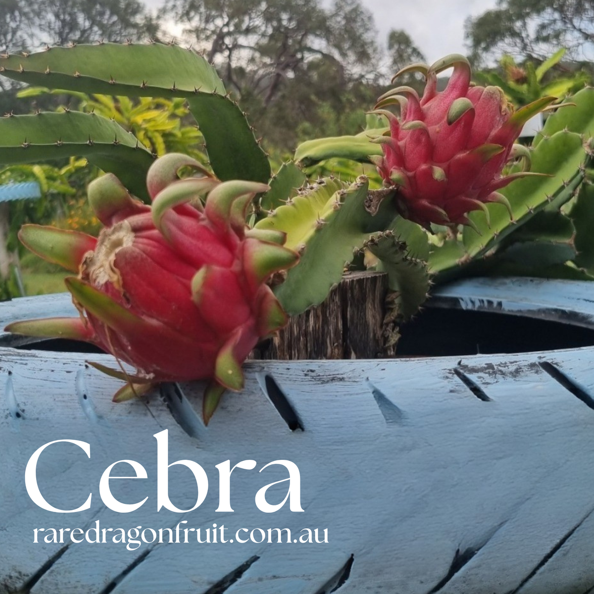 Cebra – Hylocereus polyrhizus dragon fruit