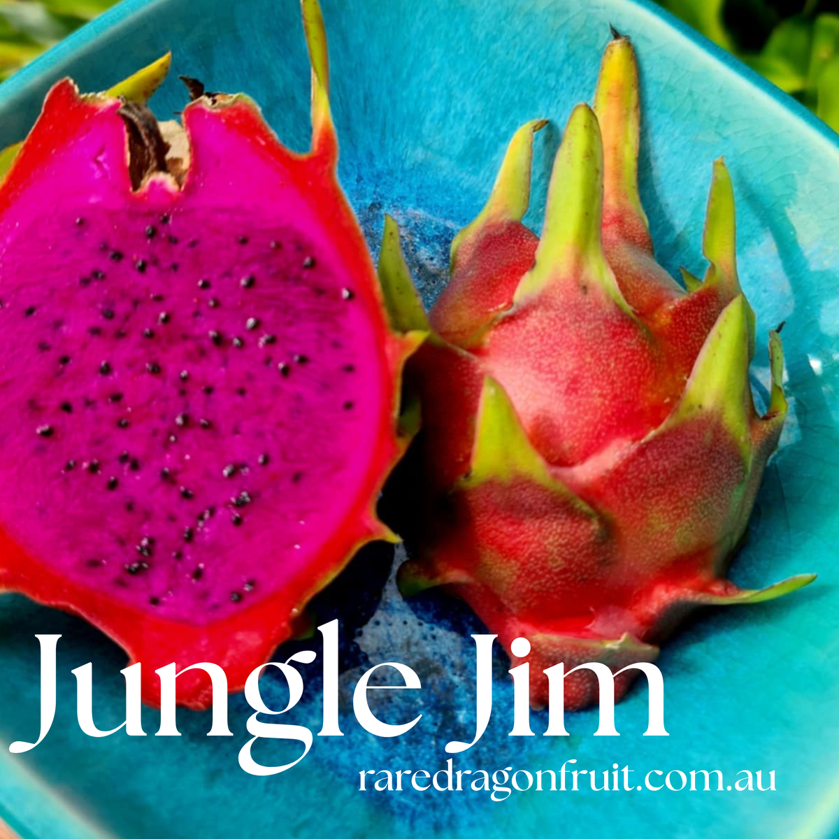 Jungle Jim Dragon Fruit
