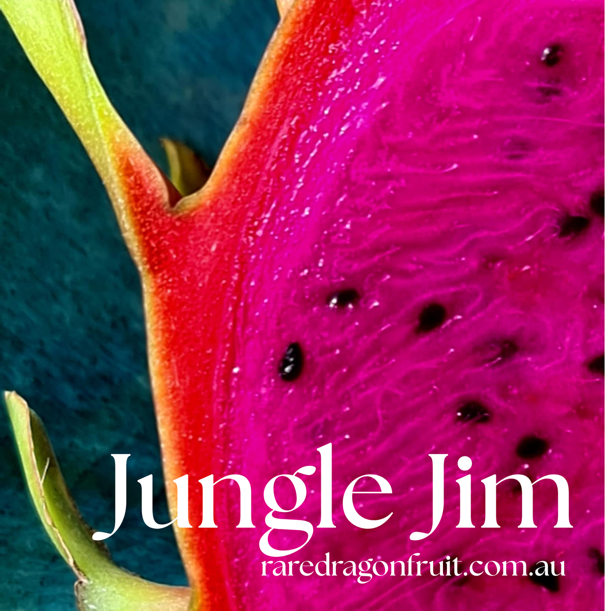 Jungle Jim Dragon Fruit