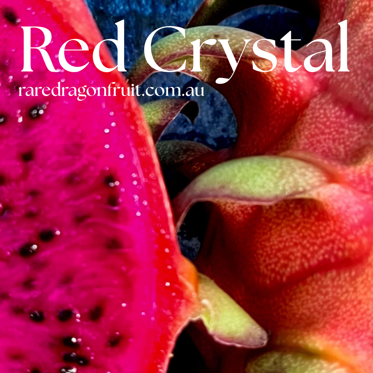 Red Crystal Dragon Fruit