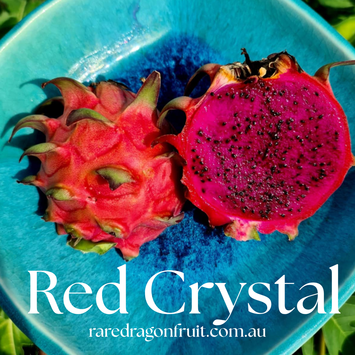 Red Crystal Dragon Fruit