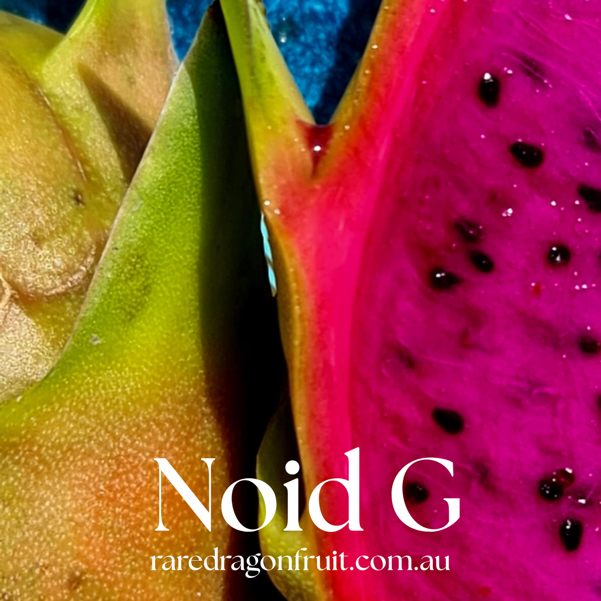 NOID G Dragon fruit