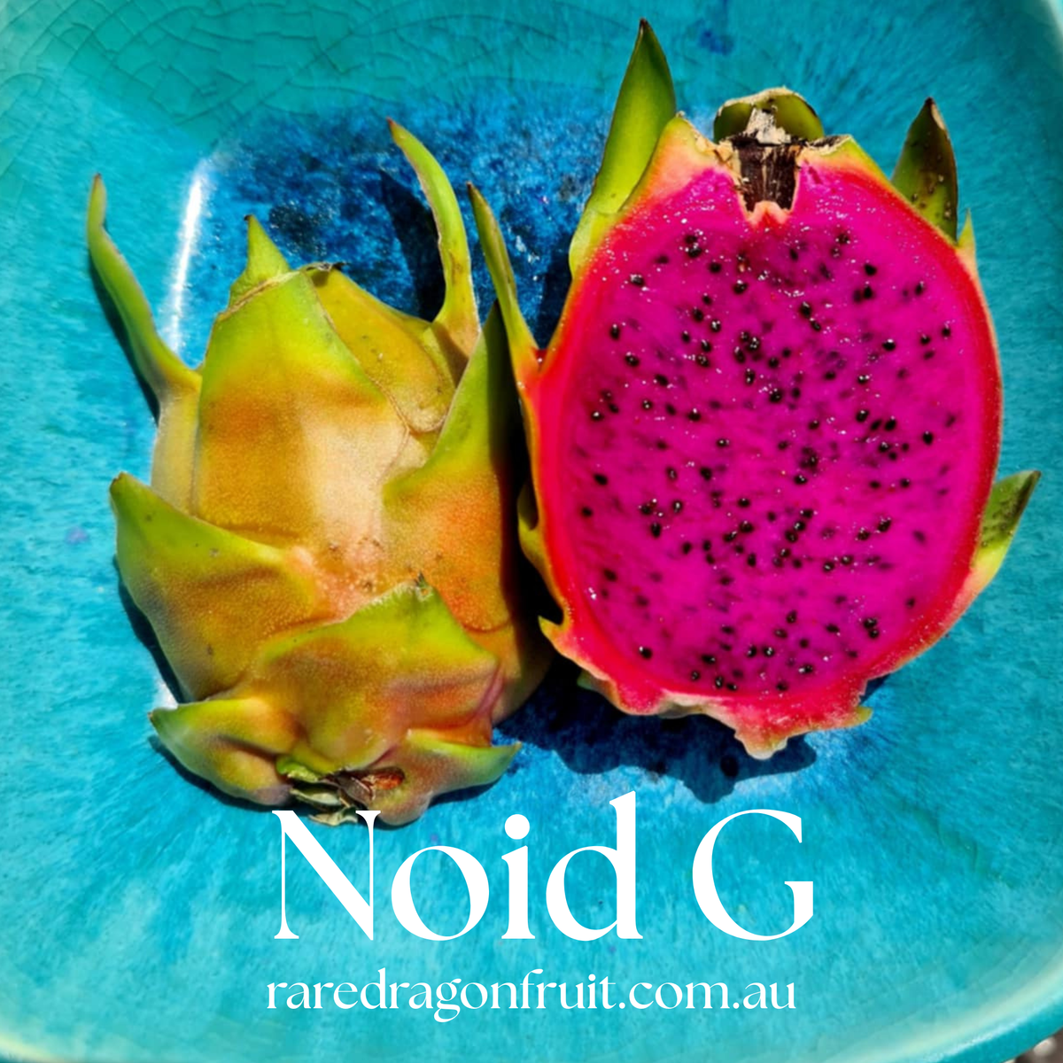 NOID G Dragon fruit