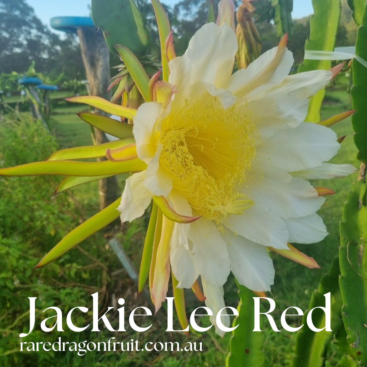 Jacky Lee Red Dragon fruit