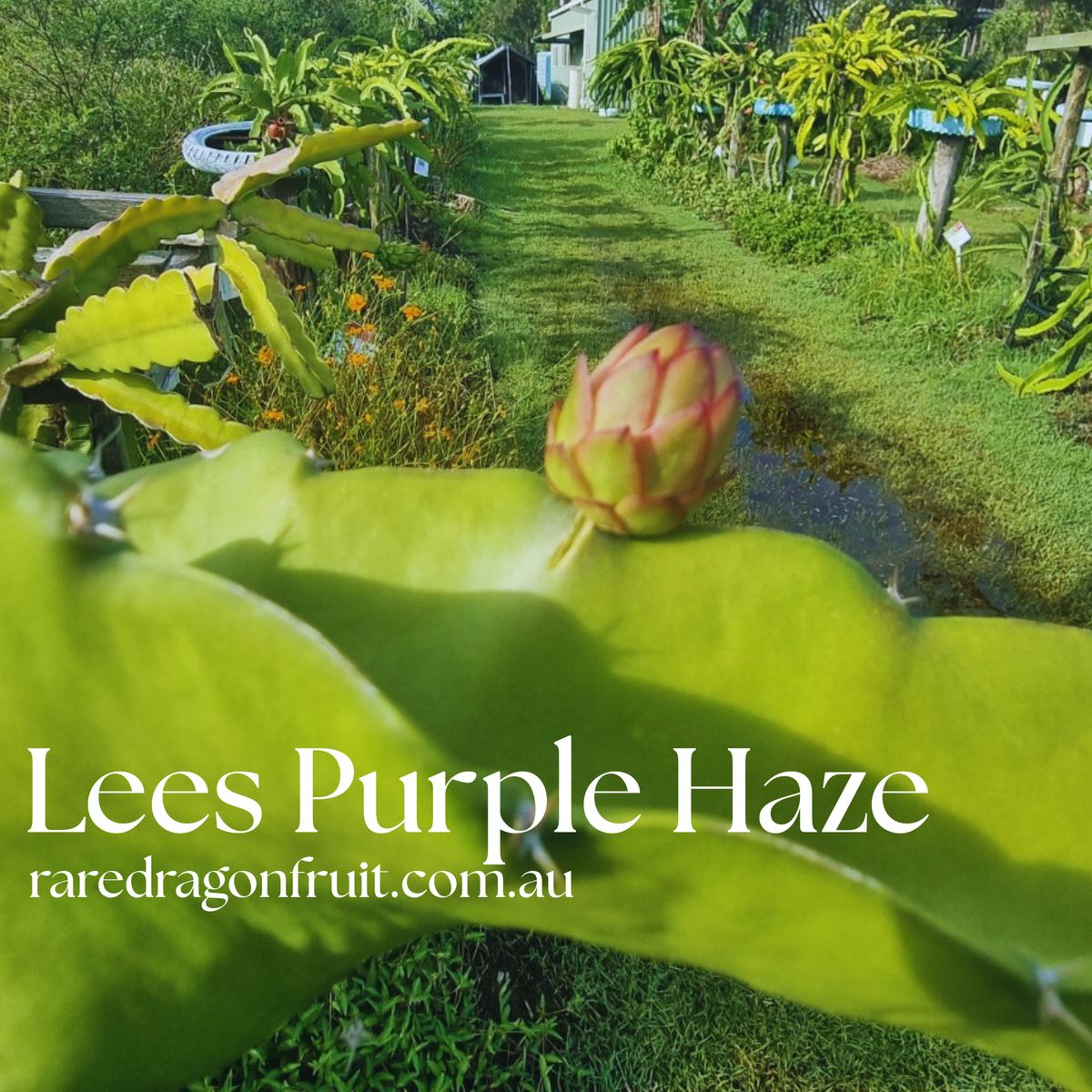 Lees Purple Haze - H. guatemalensis X H. undatus California