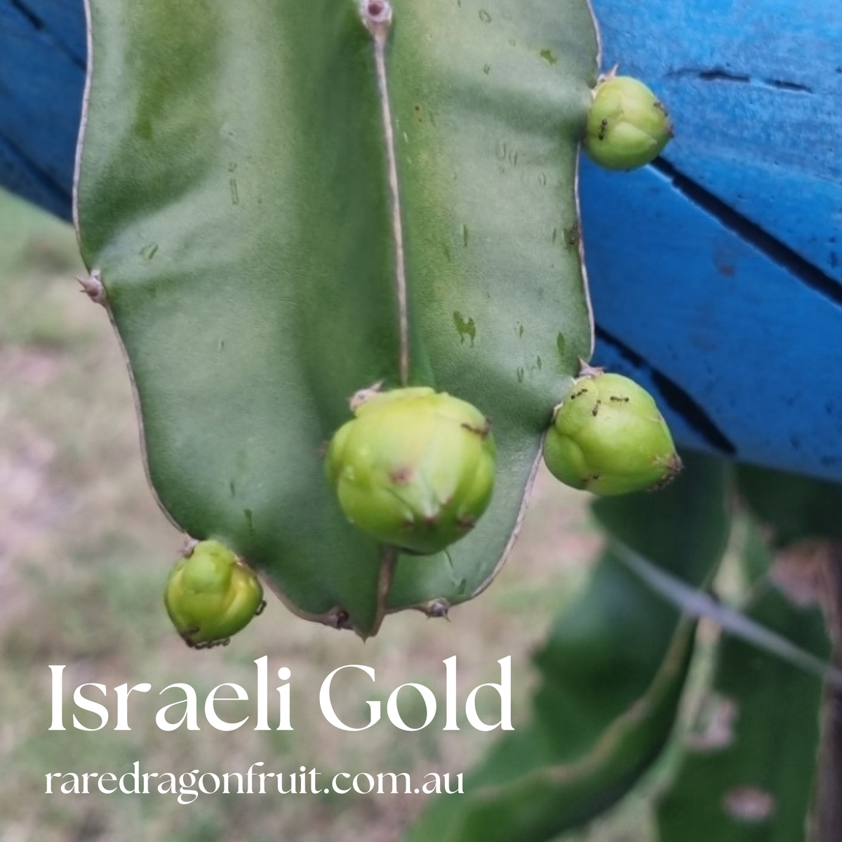 Israeli Gold Dragon Fruit