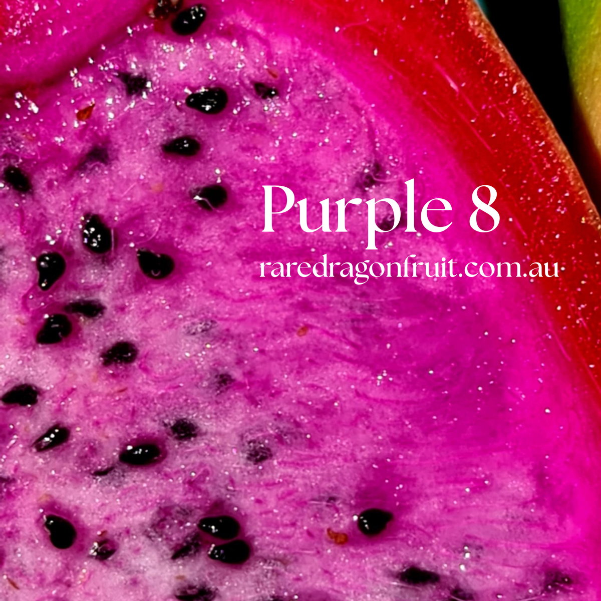 Purple 8 Dragon Fruit