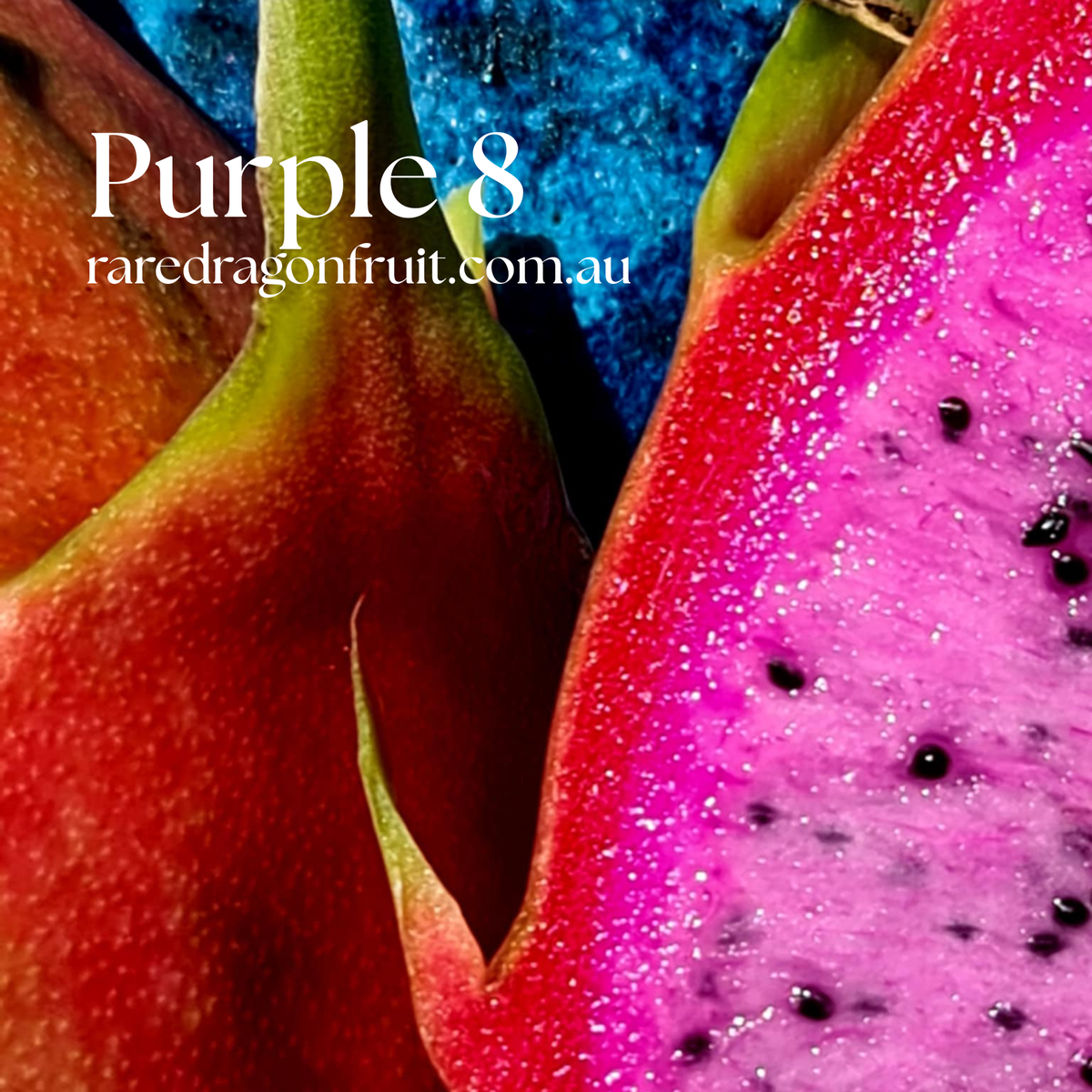 Purple 8 Dragon Fruit
