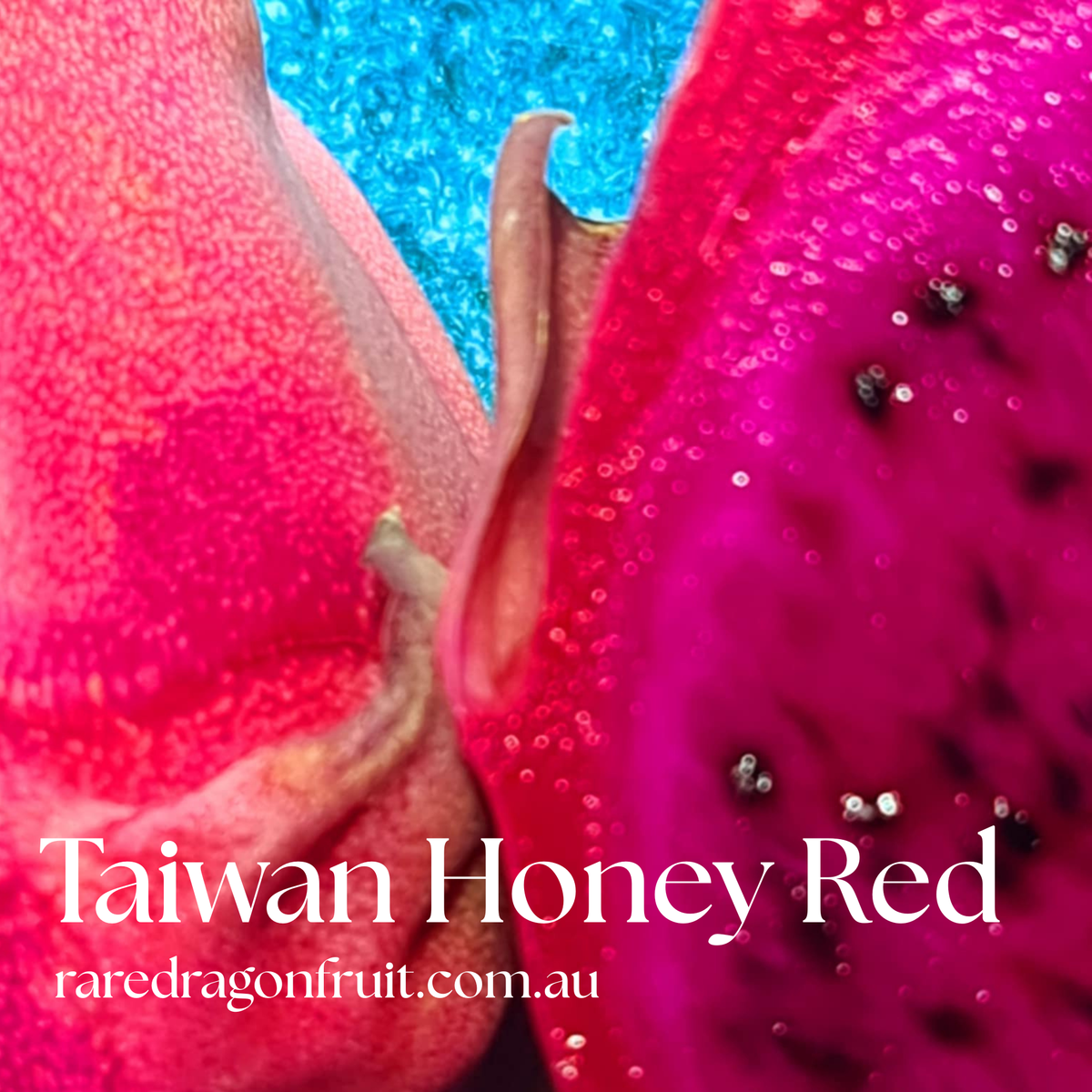 Taiwan Honey Red Dragon Fruit 5.13